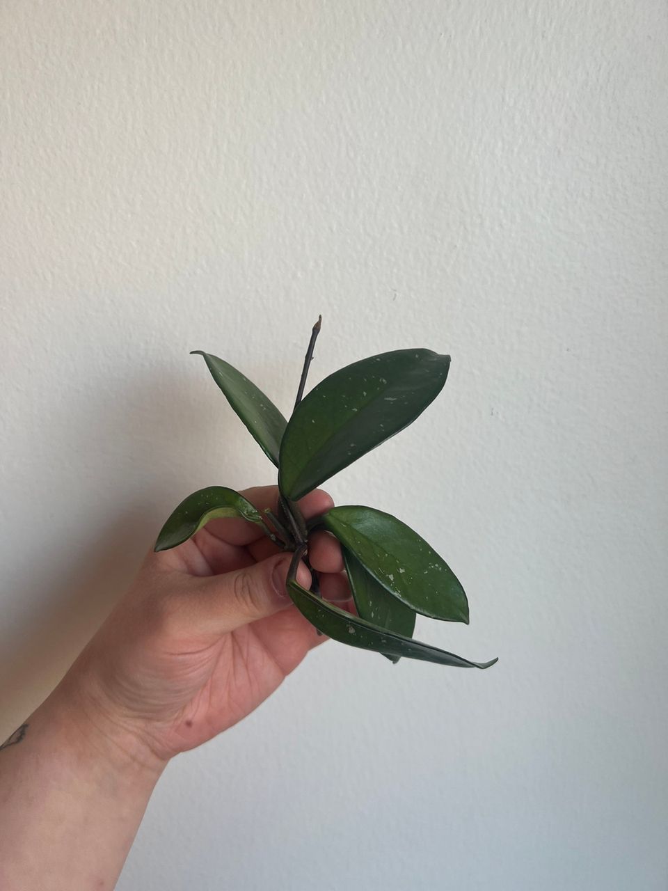 Hoya carnosa tricolor taantuneita pistokkaita