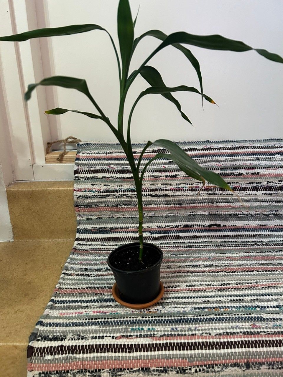 Bamboo Plant 35 cm