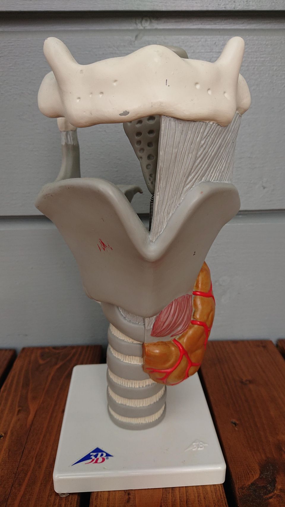 Anatominen kurkunpää x 2