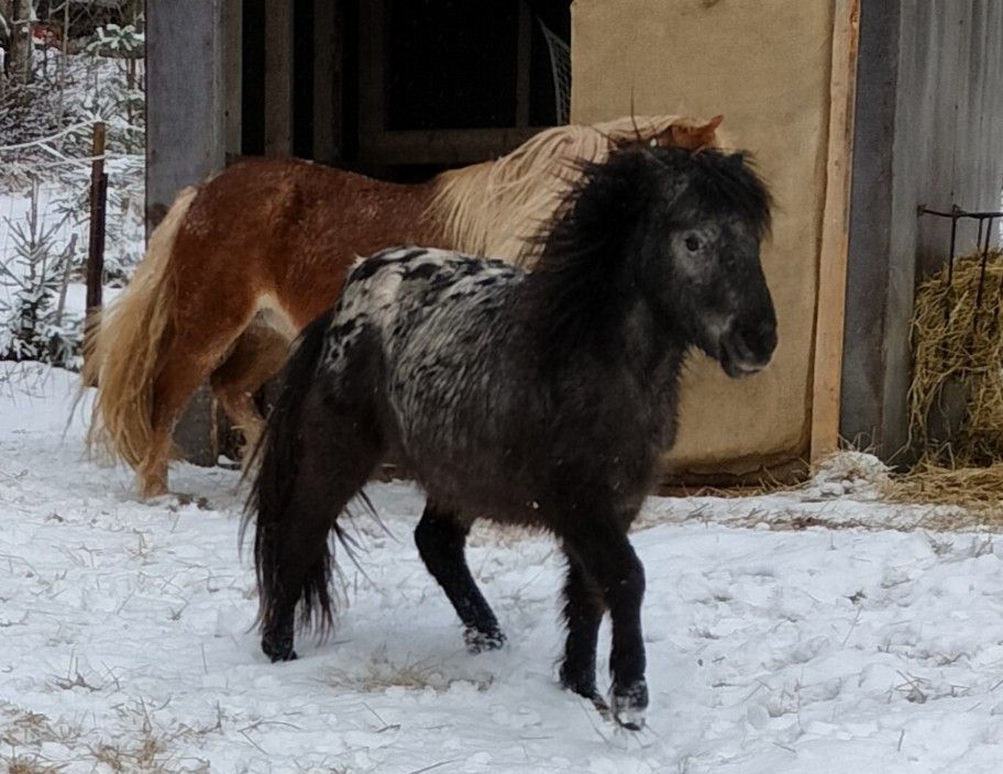 Ajolle opetettu 2v pilkullinen ruuna