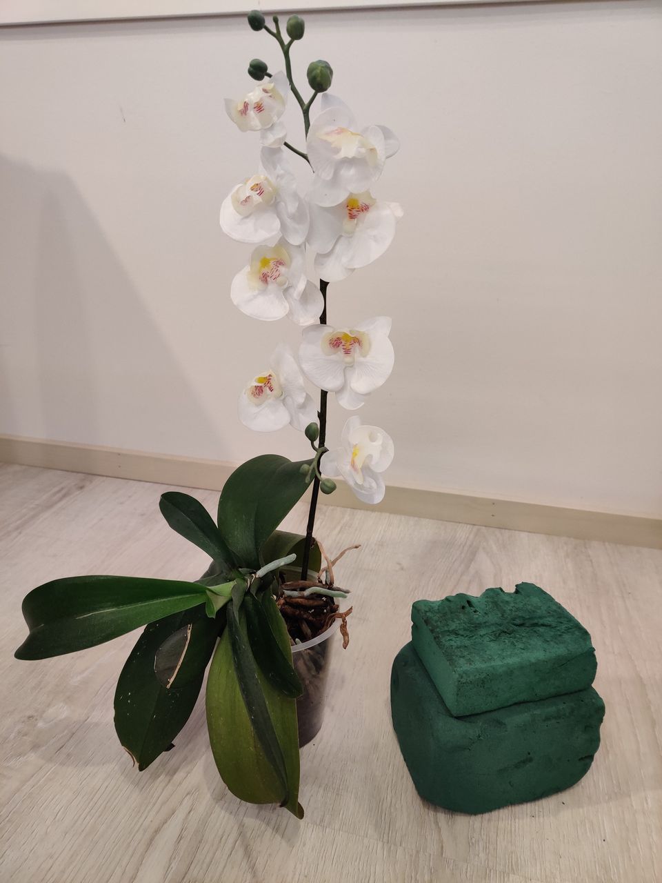 Orkidea ja Oasis kukkasienet