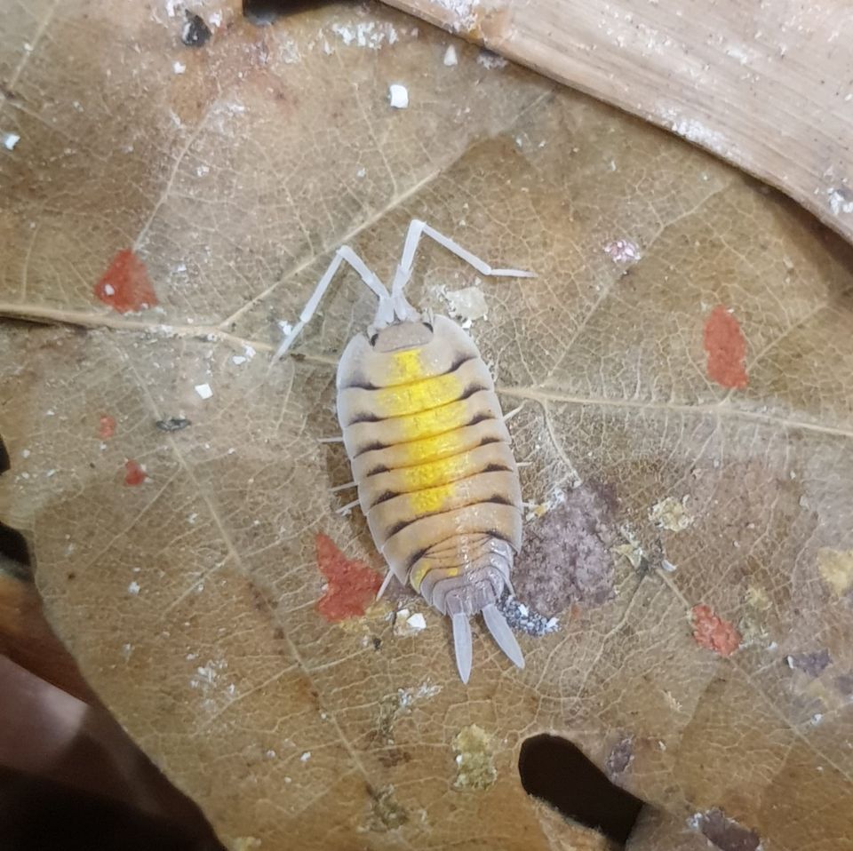 Siira Porcellio bolivari "Yellow Ghost"