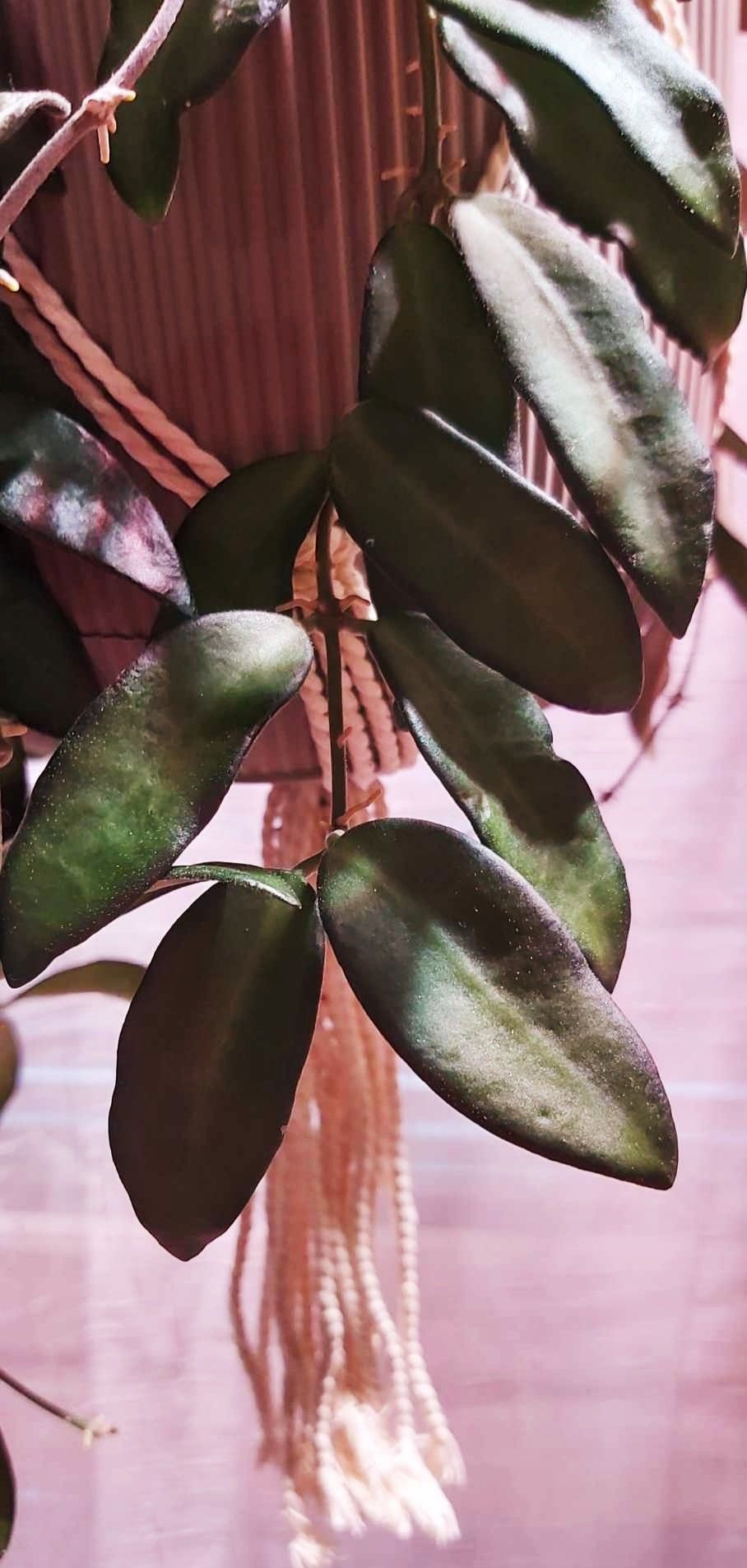 Hoya Rosita