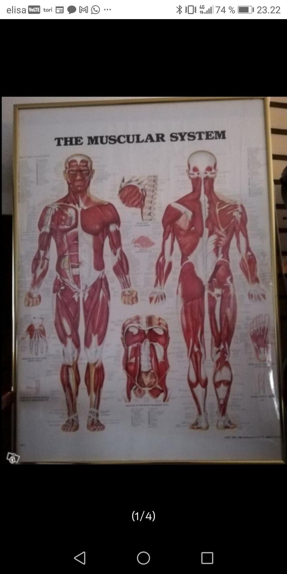 The Muscular System taulu