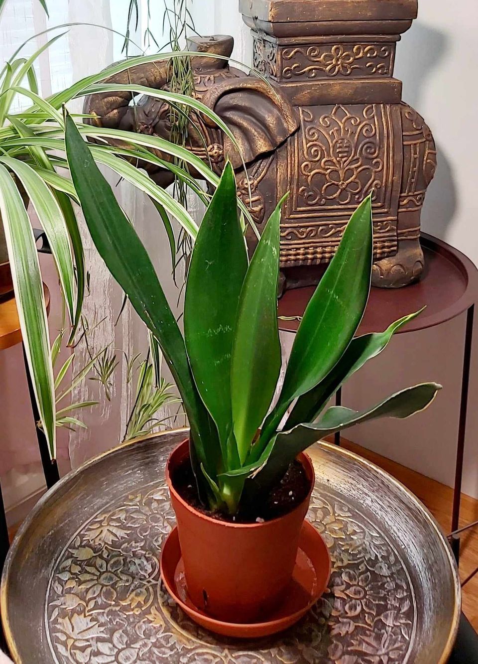 Anopinkieli Black Diamond (Sansevieria trifasciata)