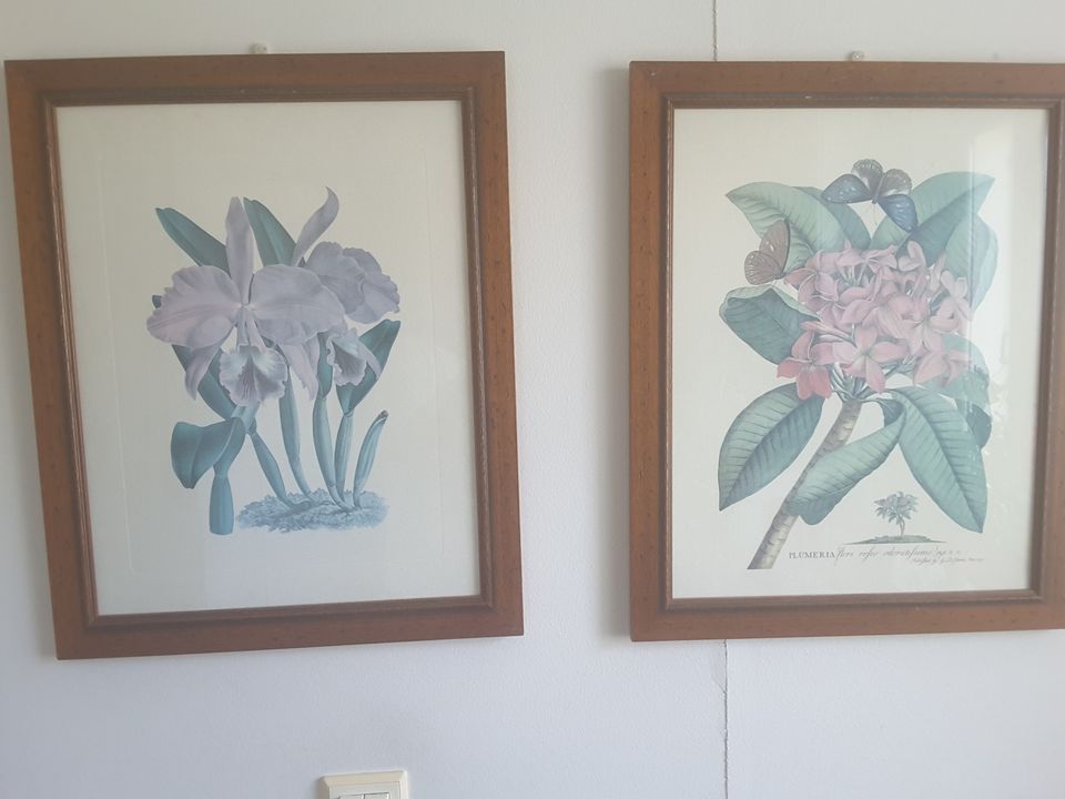 Kaksi painokuvaa tutkielma kukista, 35 e yhteensä