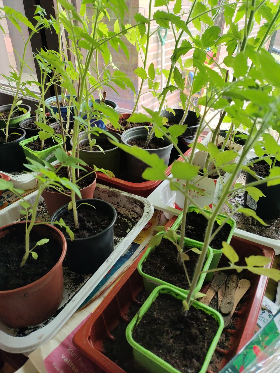Tomaatin taimia