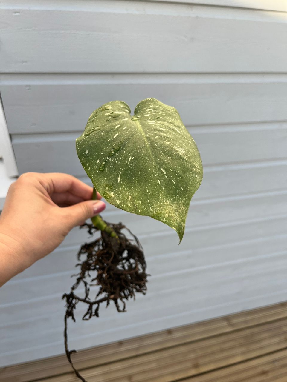 Monstera Thai Constellationin pistokas