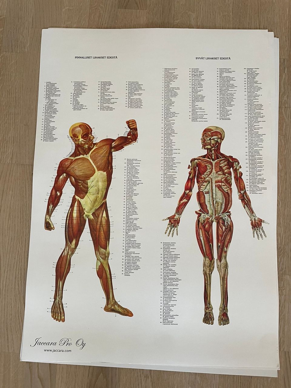 Anatomia julisteet 4kpl 70x50cm