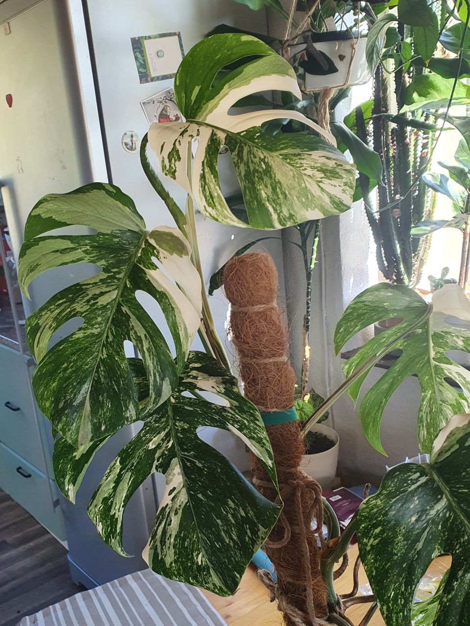 Monstera albo variegata- varsipistokkaita