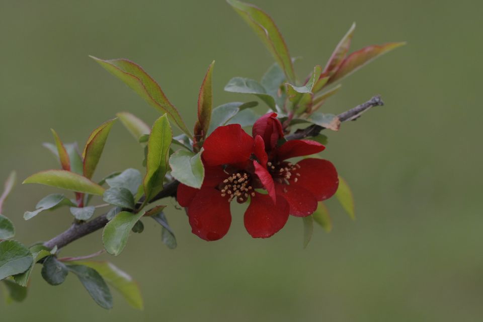 Ruusukvittenin Chaenomeles japonica -siemeniä