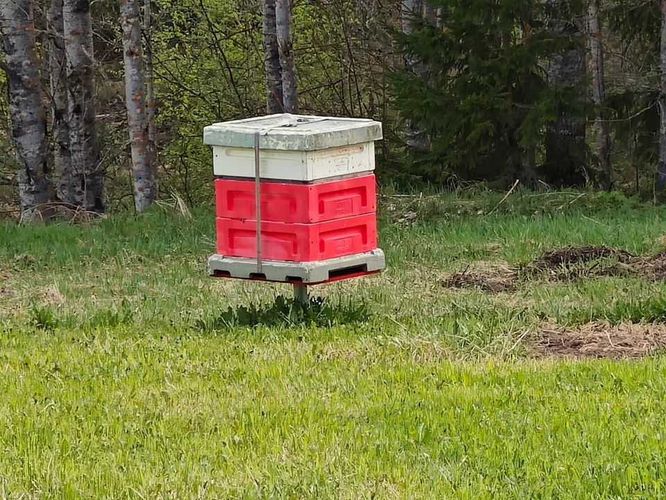 Mehiläisten tarhaus