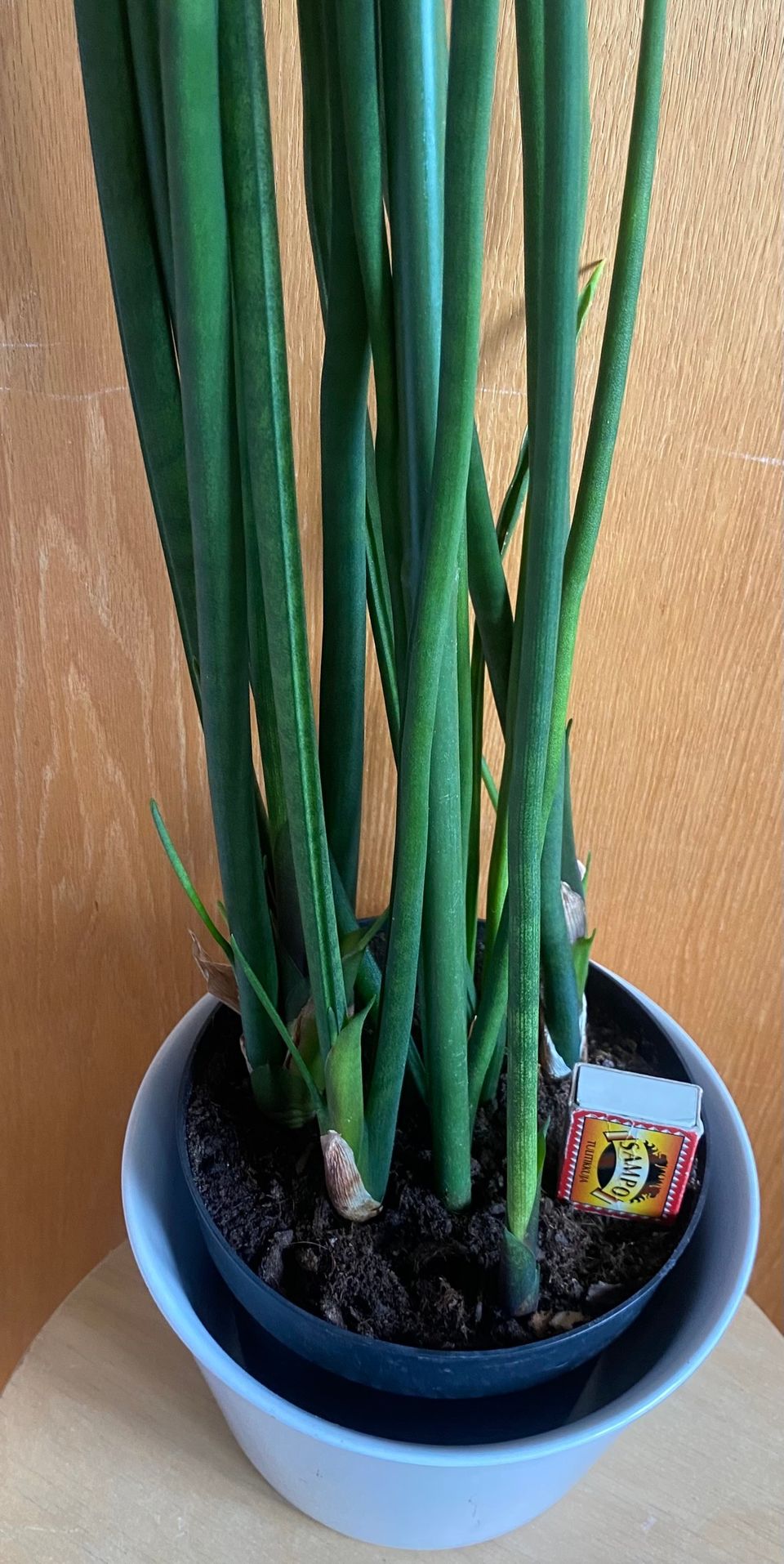 Keihäsanopinkieli Sansevieria cylindrica 160cm