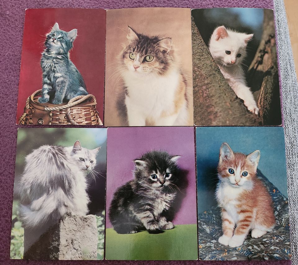 Kissa- postikortteja