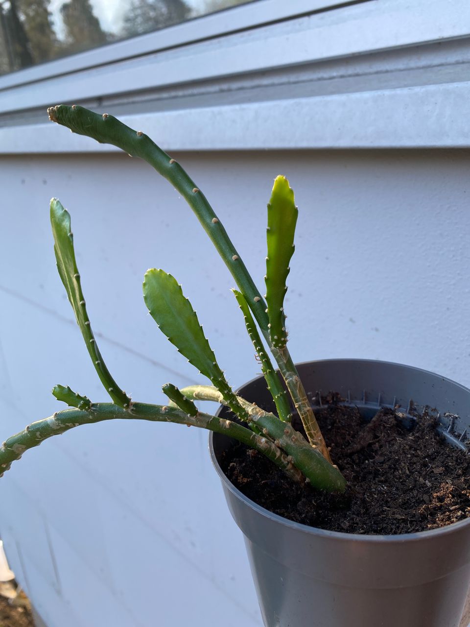 Hovipojan kaktus