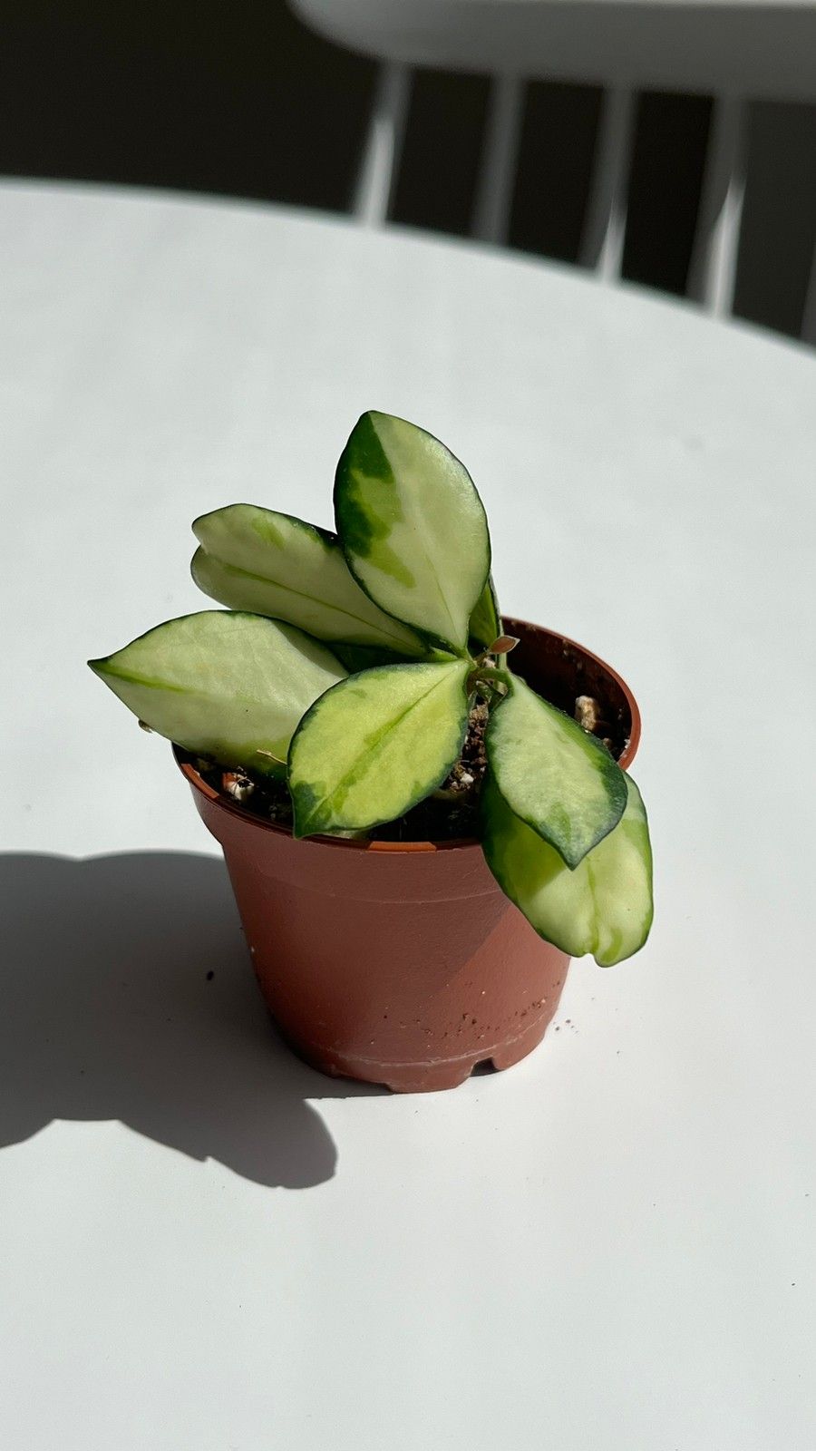 Hoya Heuschkeliana variegata