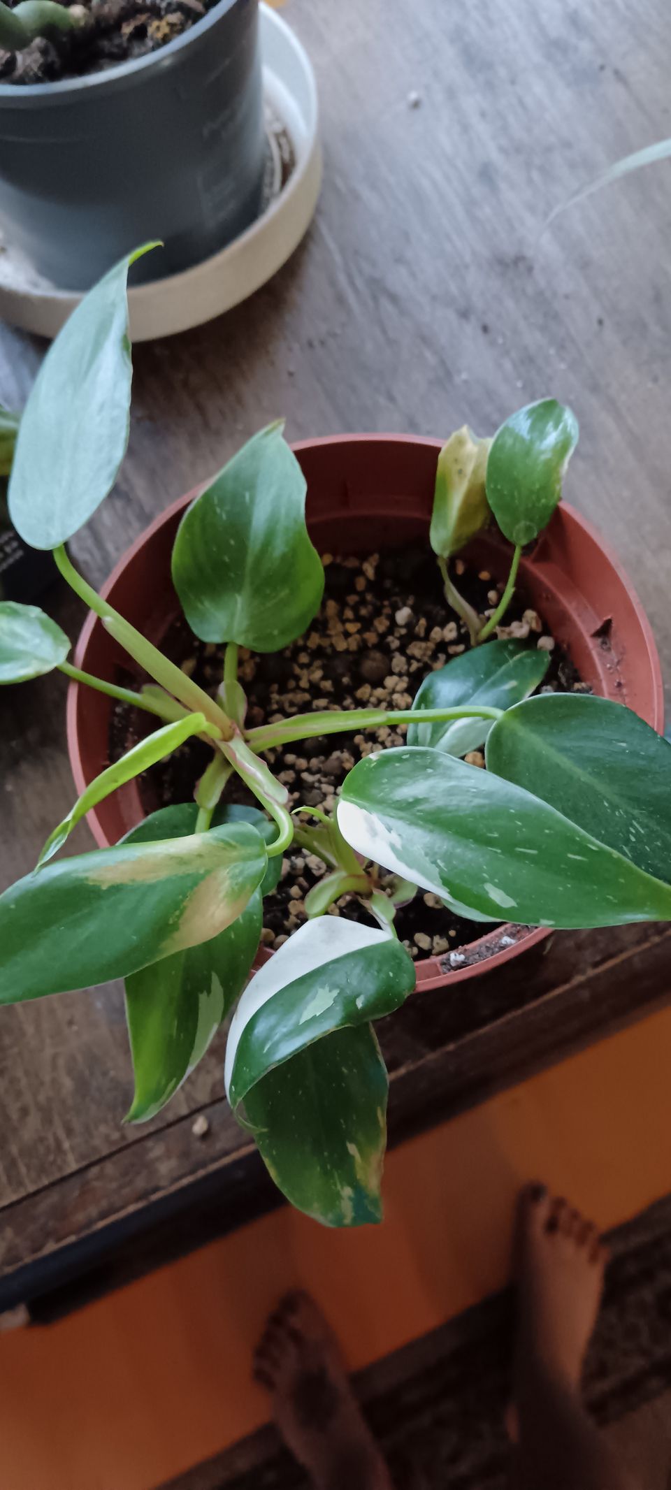 Philodendron White princess