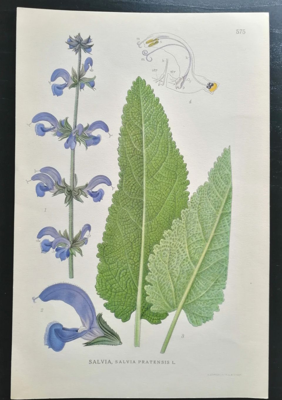 Vanha kasviaiheinen painokuva Salvia