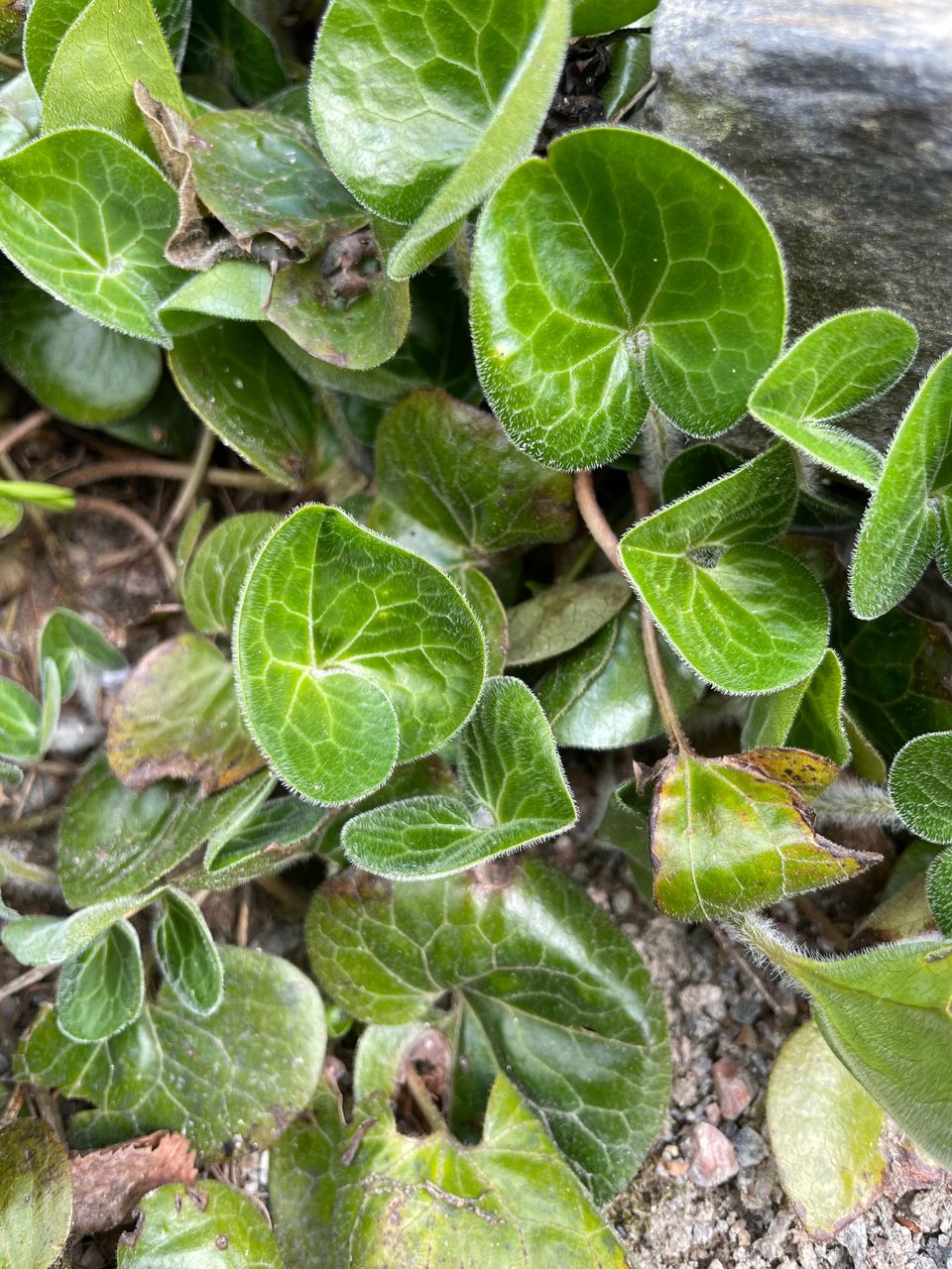 Perenna Taponlehti.Aromikas maantäyttö kasvi.