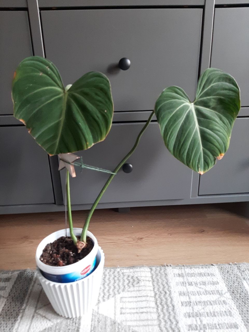 Philodendron gloriosum hyvässä kasvussa