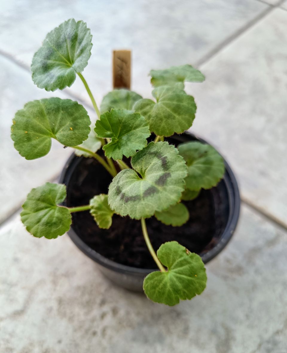 Pelargoni Friesdorf