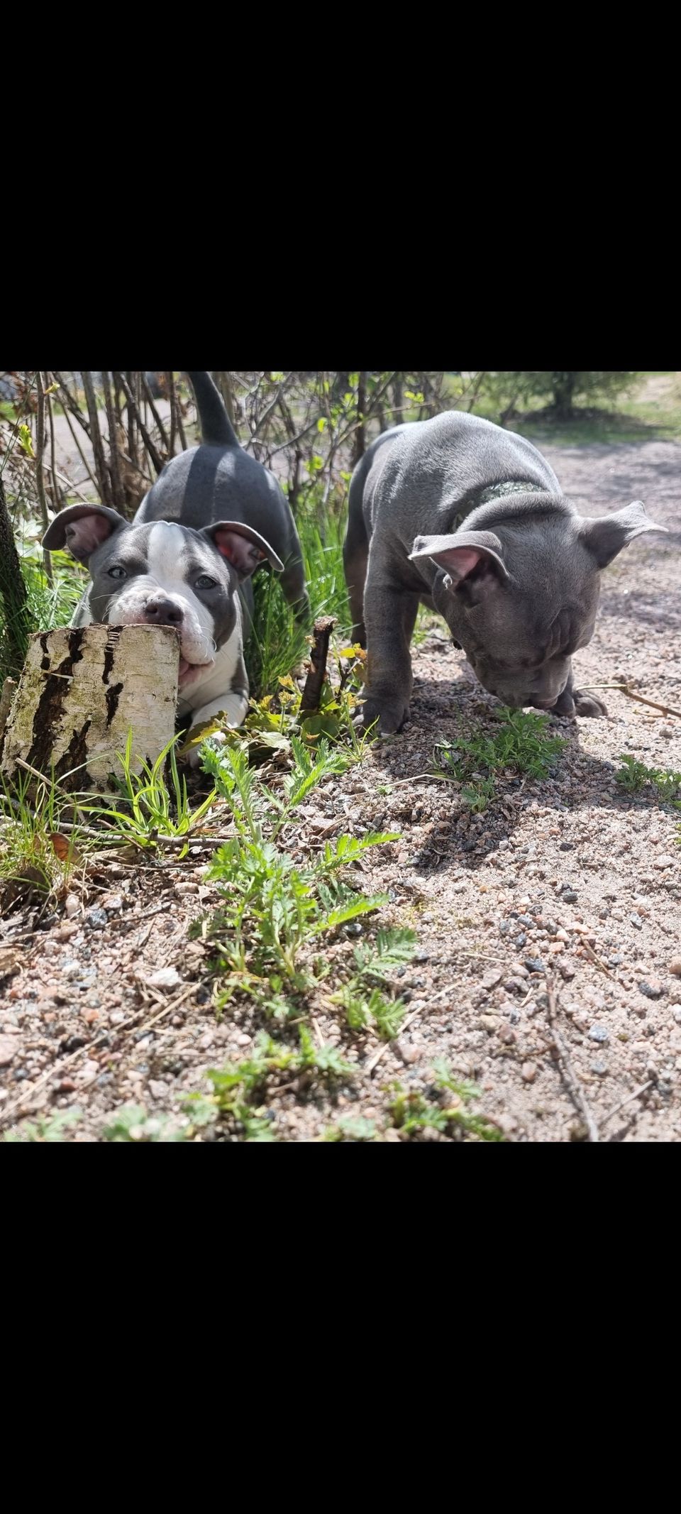 American Bully Pocket pentue (OFA LAUSUNNOILLA)