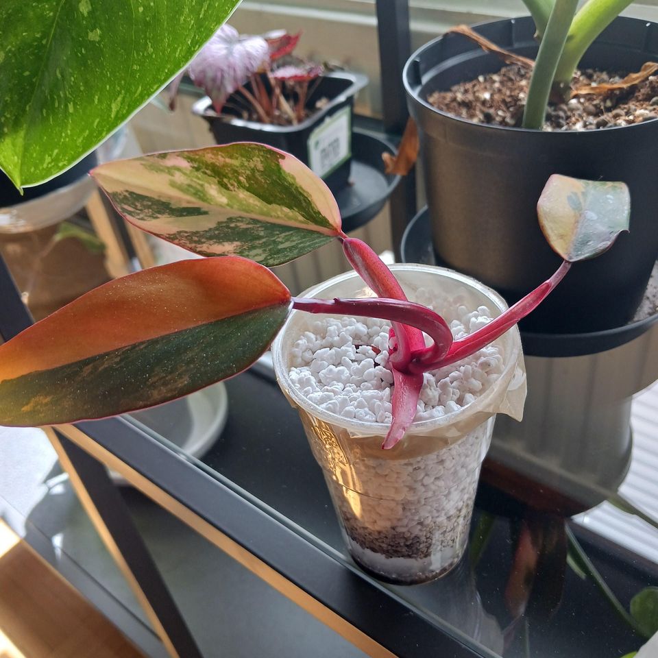 Philodendron strawberry shake