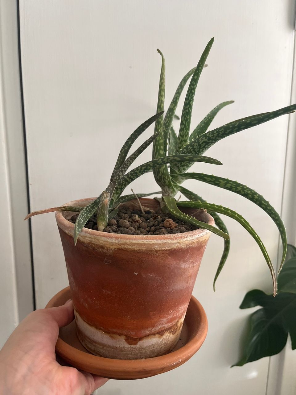 Aloe Vera kasvi ruukkuineen