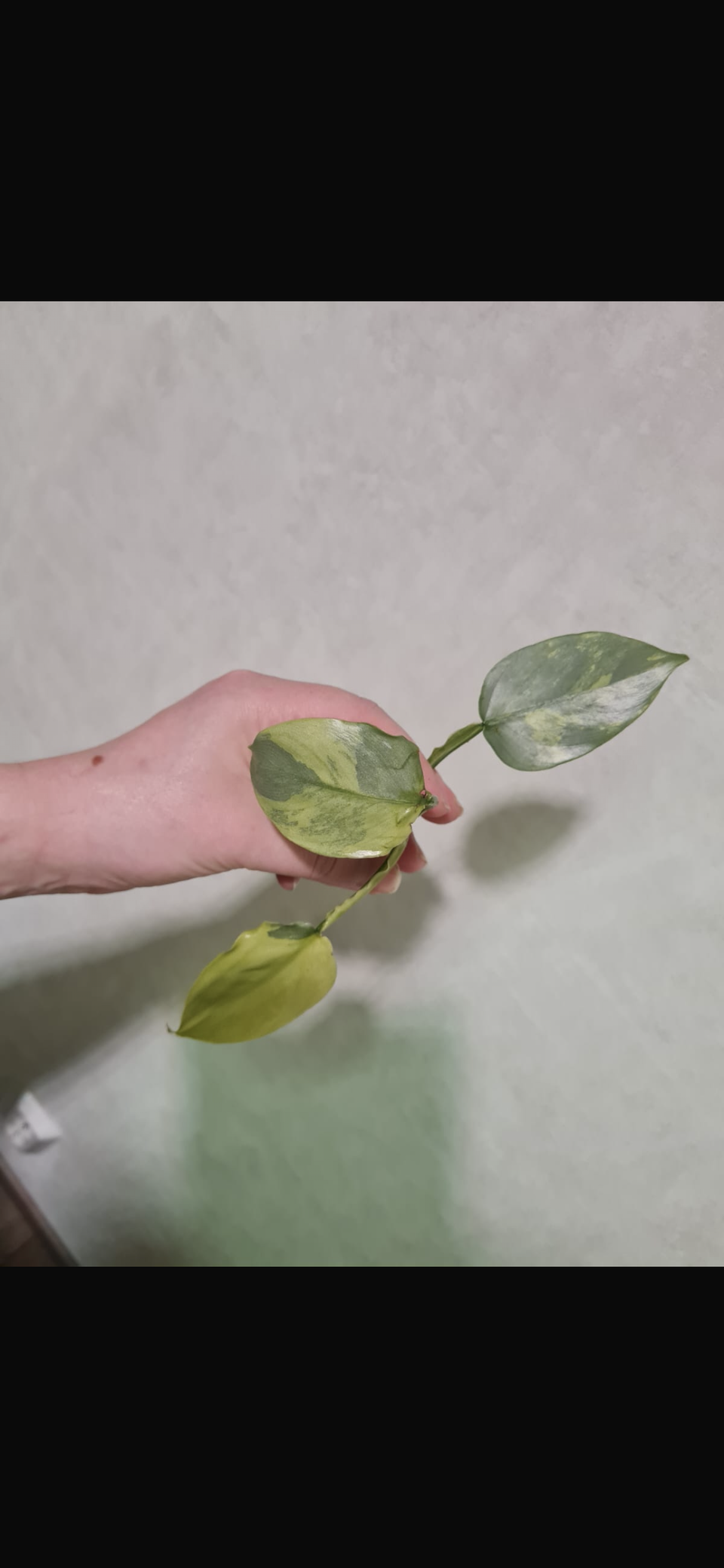 Philodendron hastatum variegata