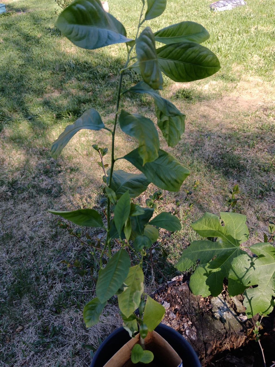 Sitruunapuu korkeus 70 cm