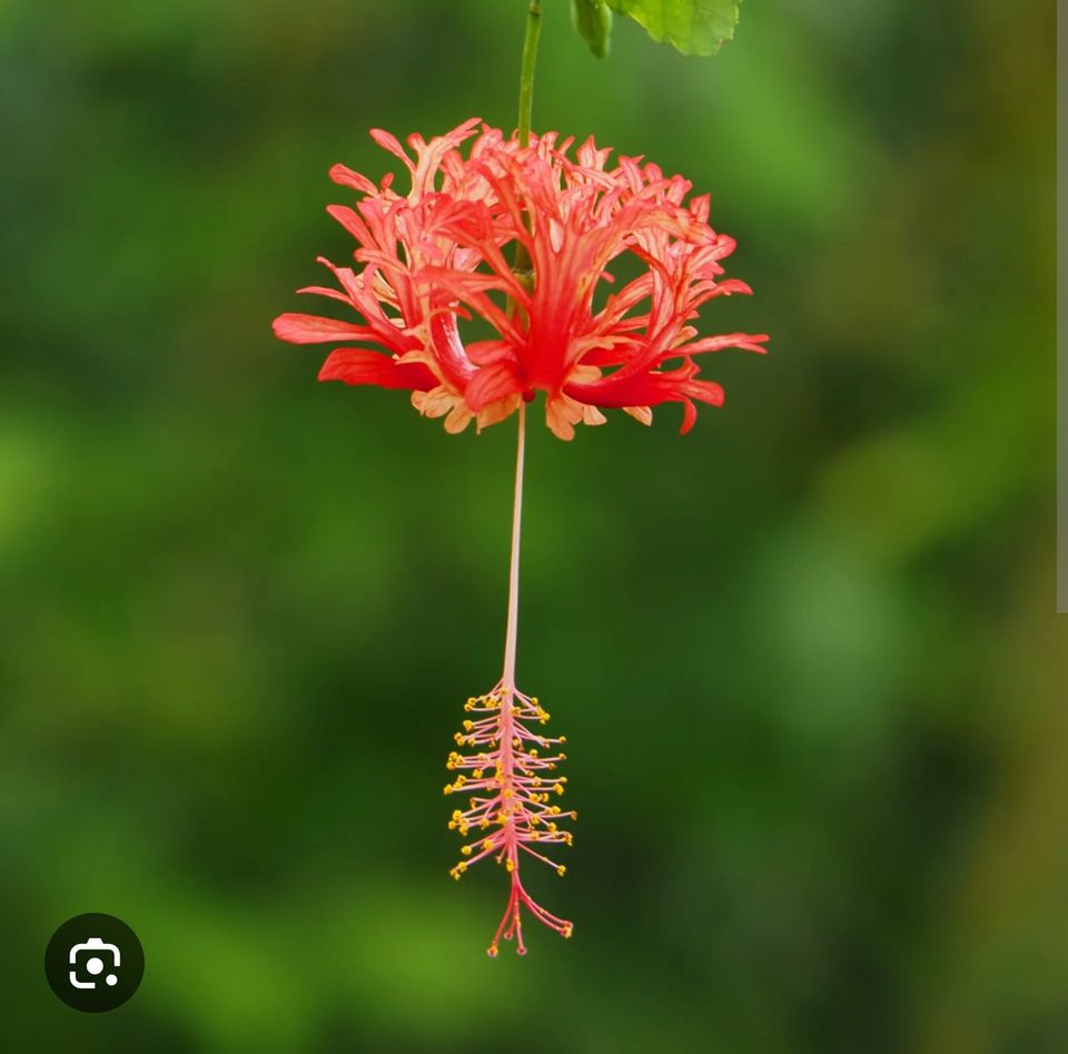 Ostetaan sulkahibiscus