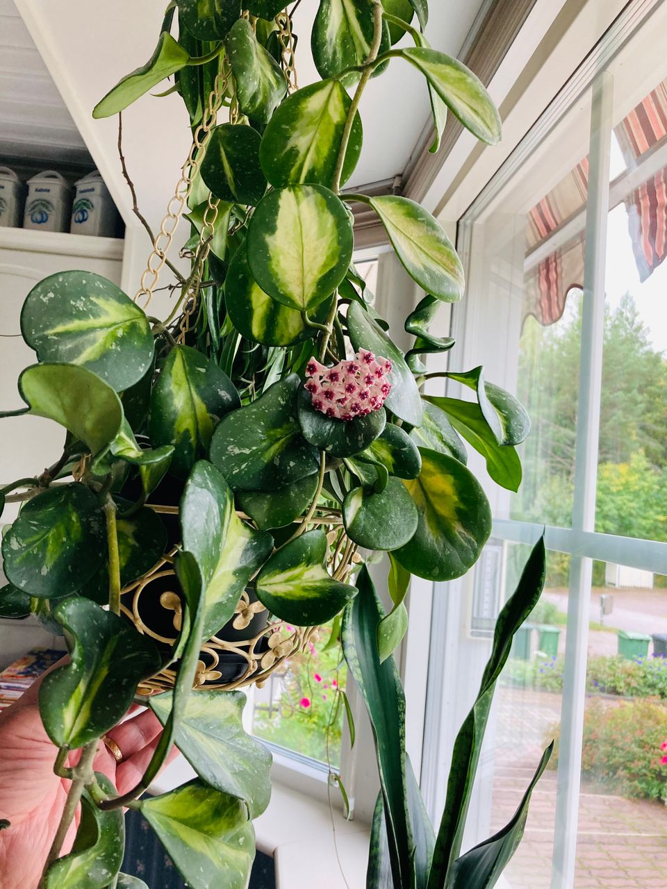 Posliinikukka, hoya Obovata variegata pistokas.