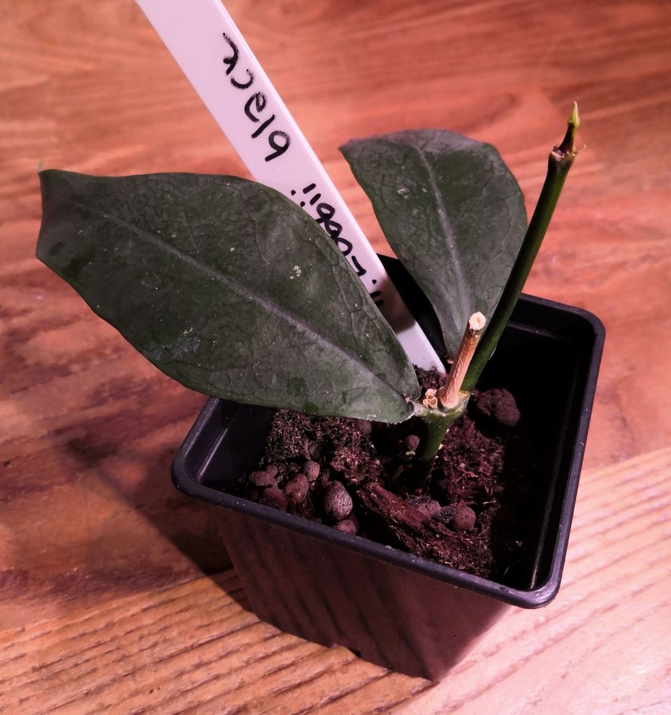 Hoya lobbii black taimi