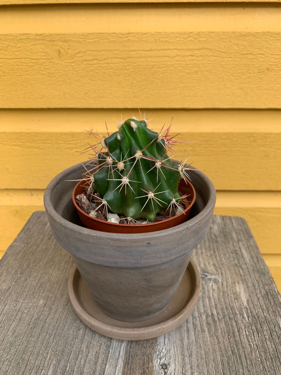 Devil’s tongue cactus /Ferocactus latispinus