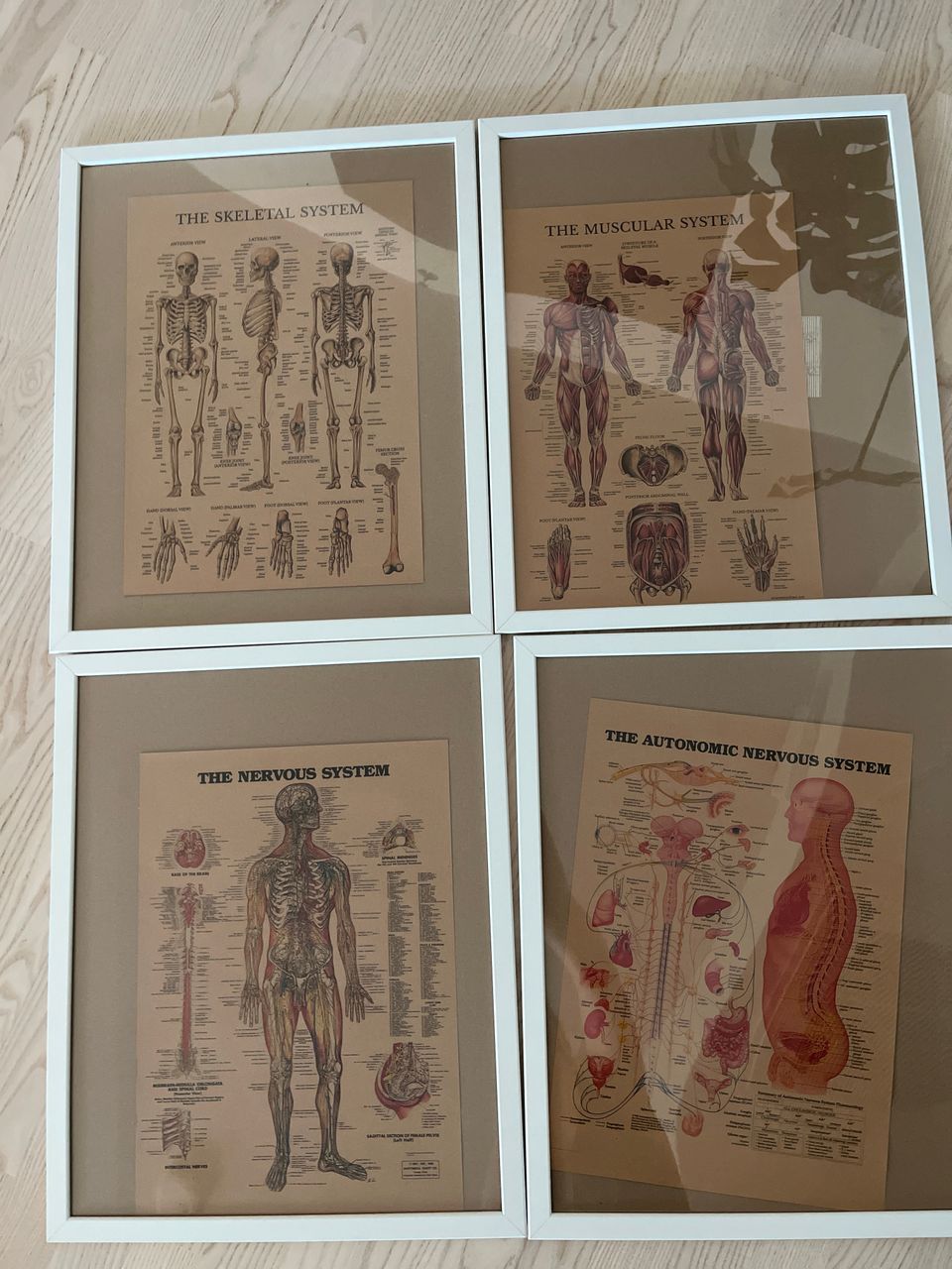 Valkoiset kehykset ja anatomiakartat. 53cm x 43cm.