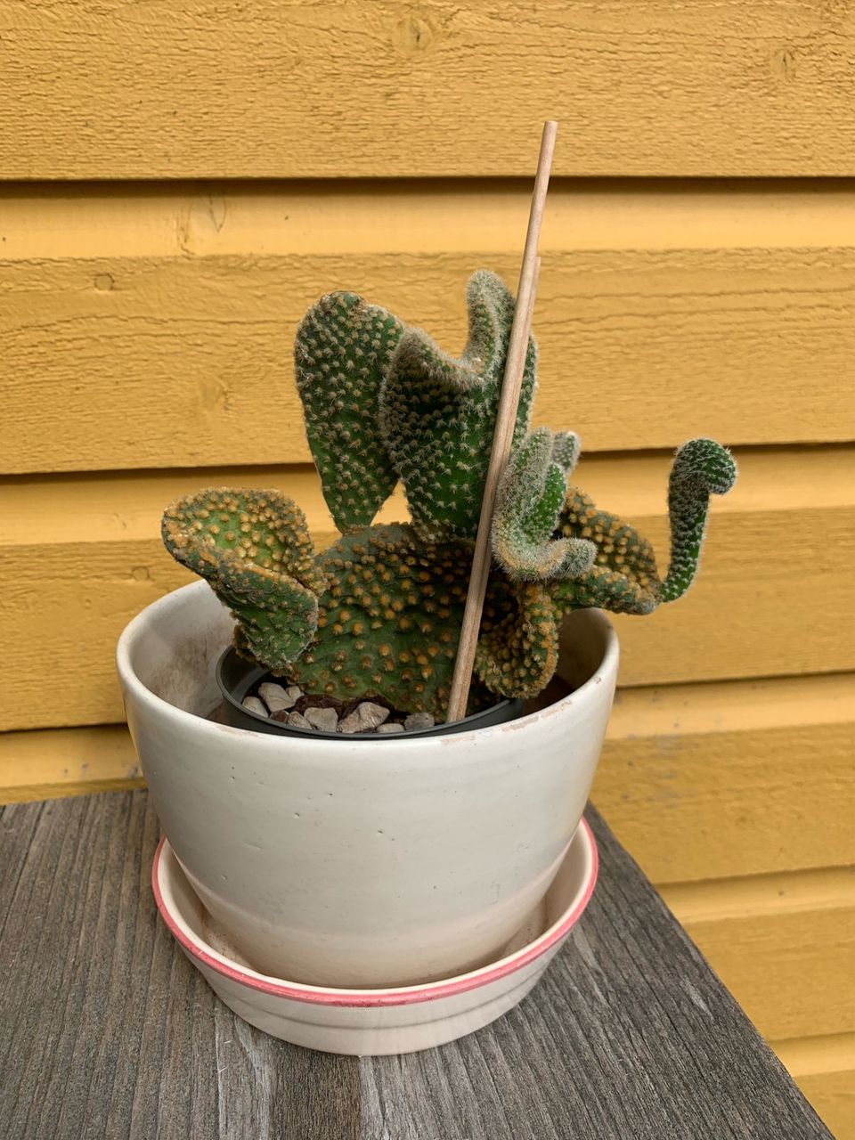 Bunny Ears Cactus /Opuntia microdasys / Jänönopuntia
