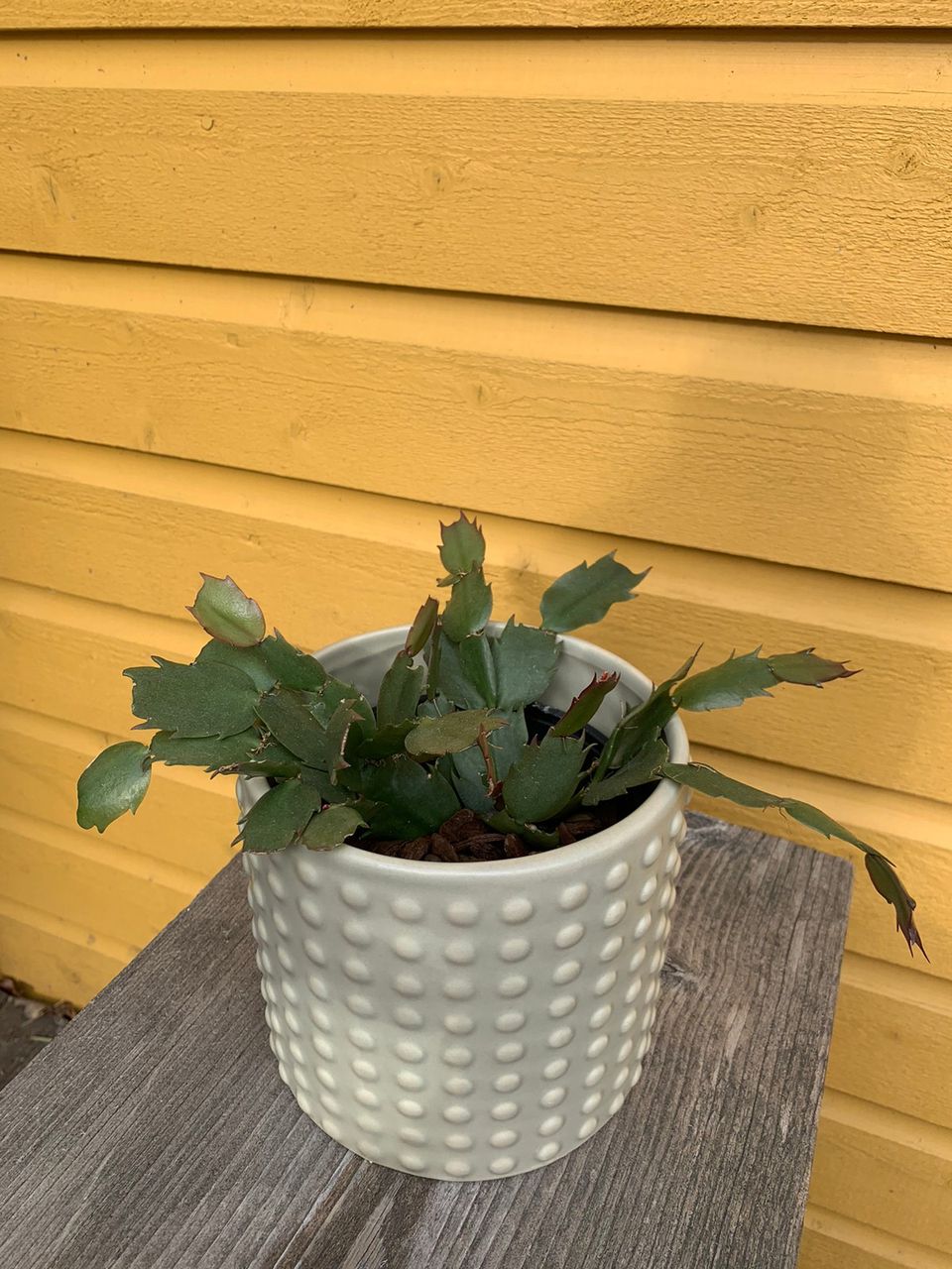 Christmas Cactus / Schlumbergera