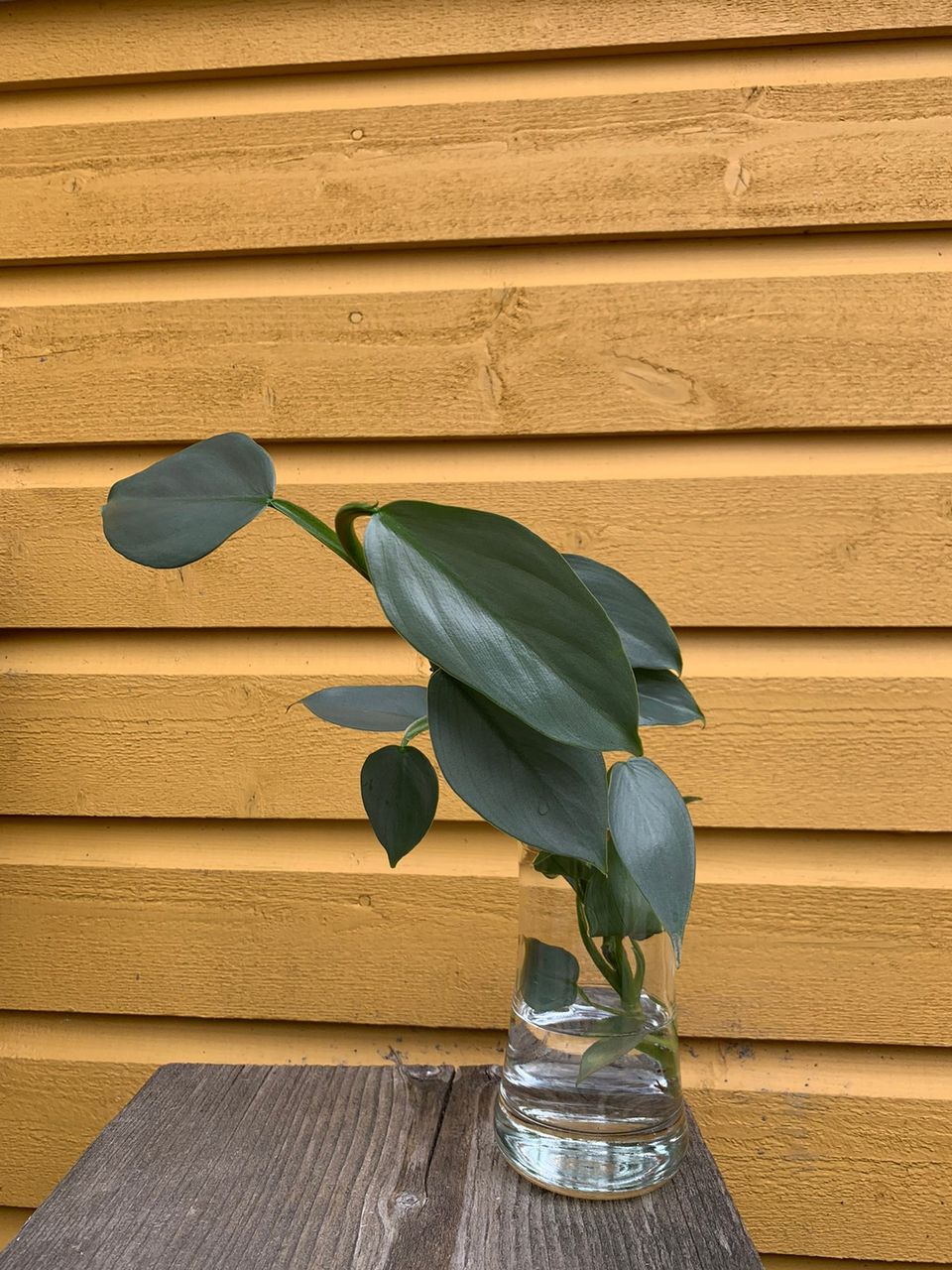 Philodendron hastatum / Silver Sword