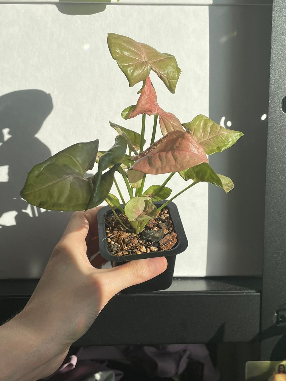 Syngonium vaaleanpunainen