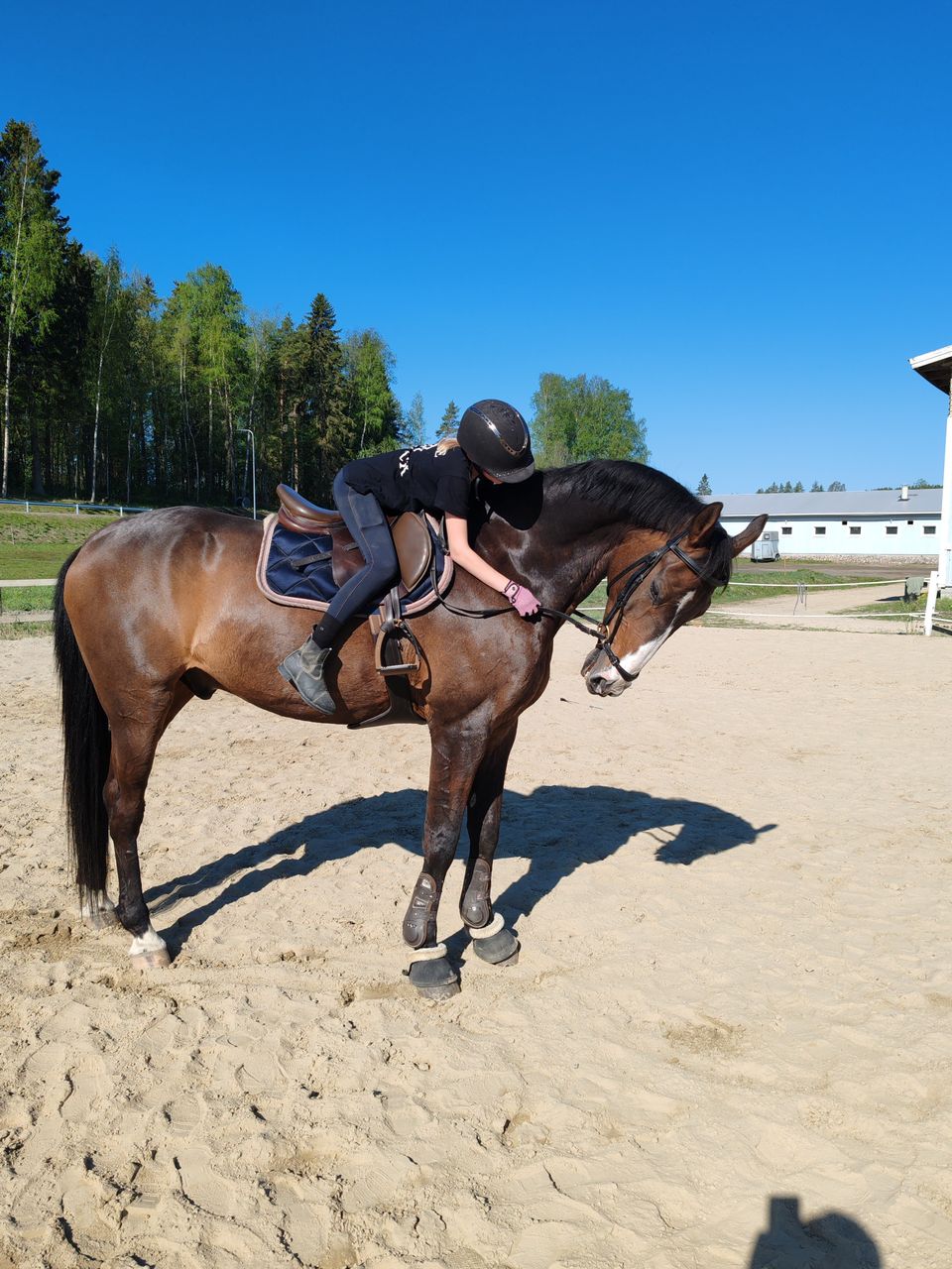 Myydään laadukas pv ruuna