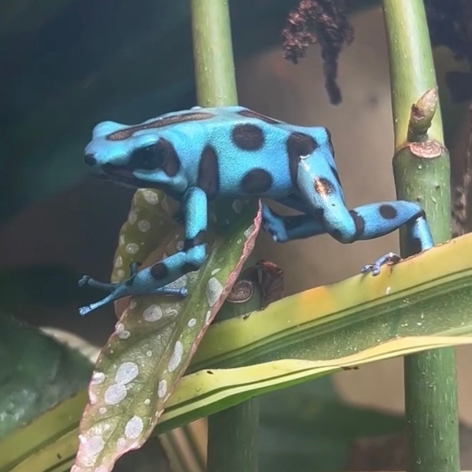 M: Dendrobates Auratus bronze VARATTU