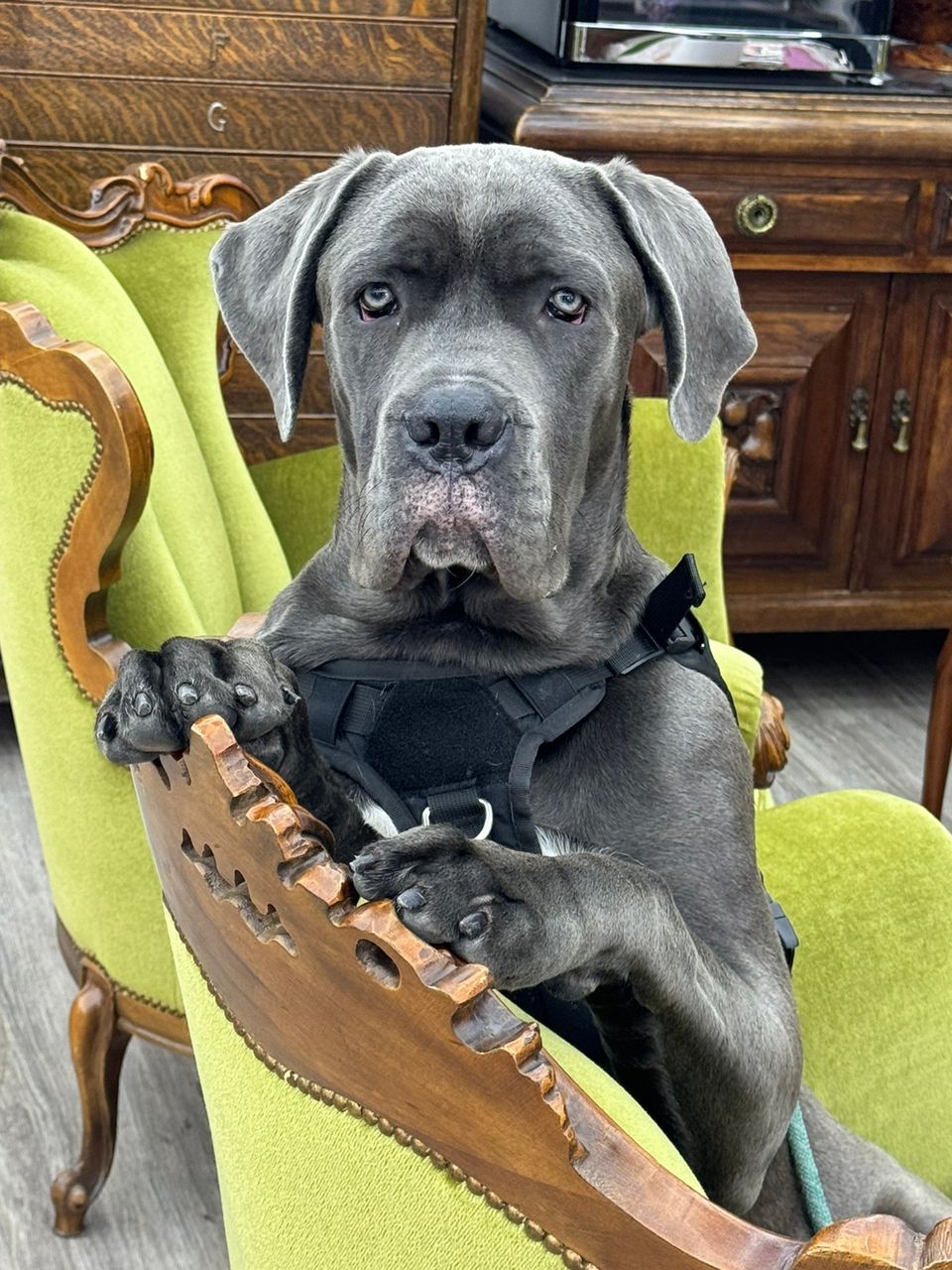 Cane corso