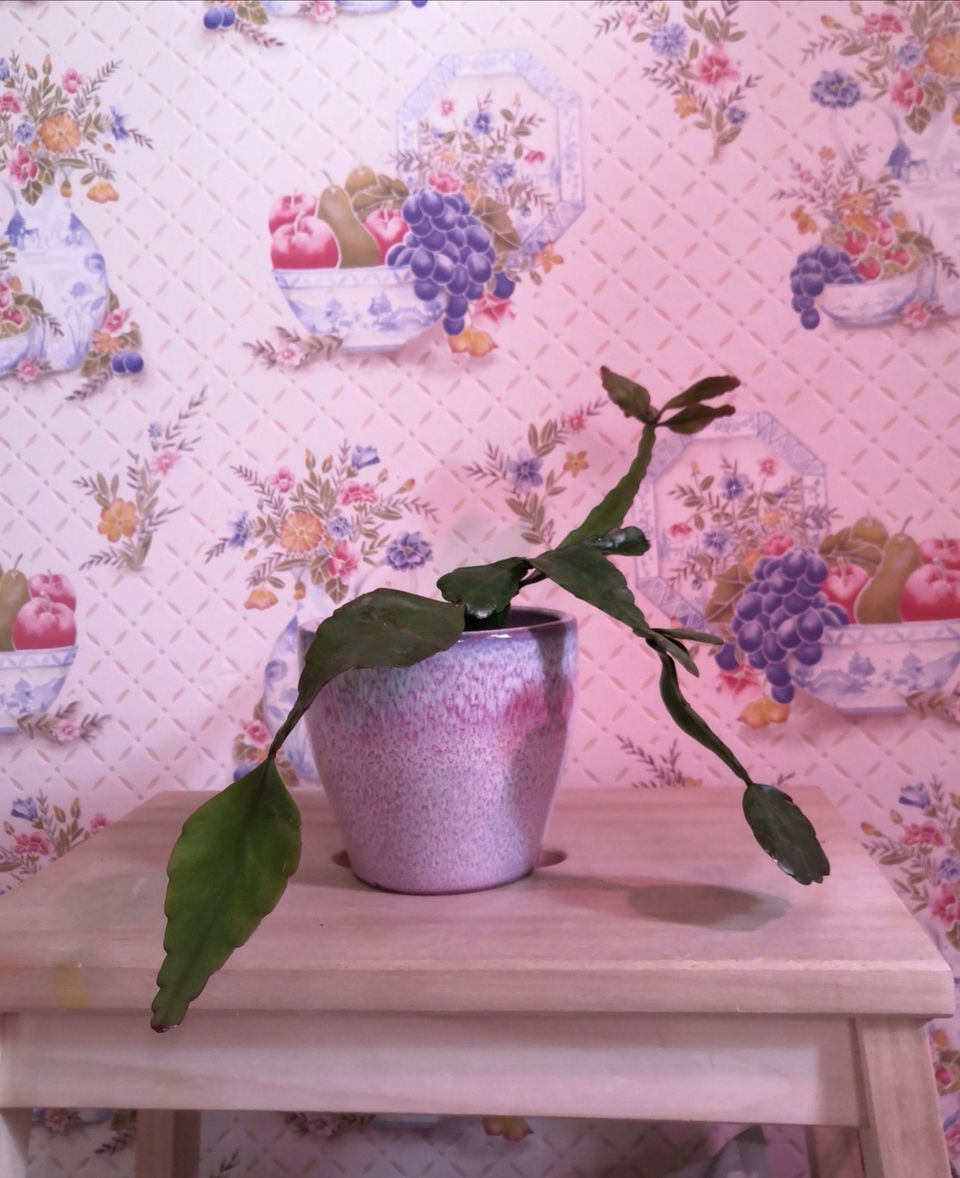 Rhipsalis elliptica taimi