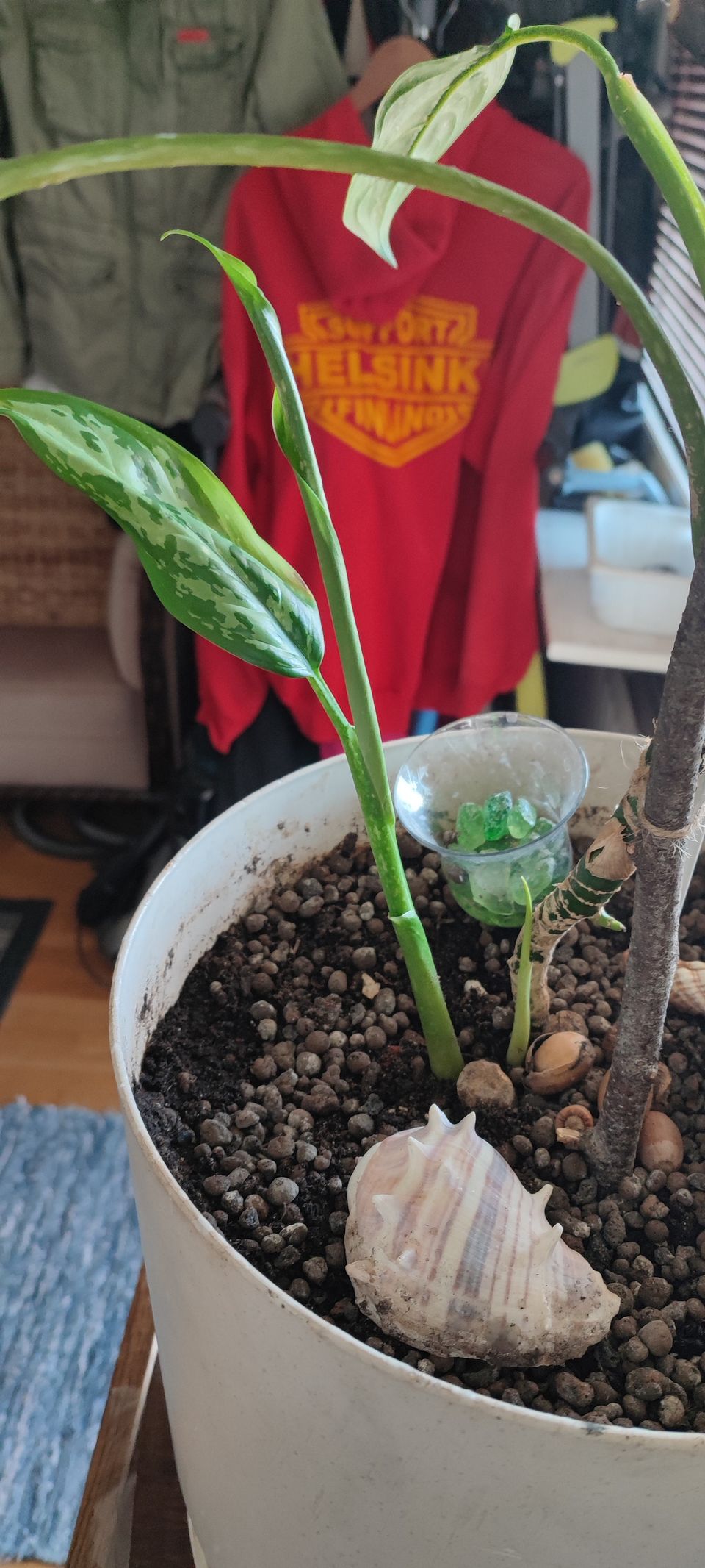 Malakanlaikkuvehka - Aglaonema commutatum Juurivesa