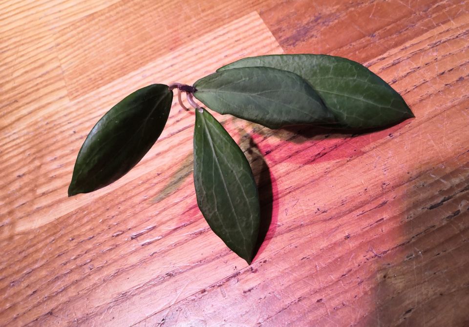 Hoya camphorifolia pistokas