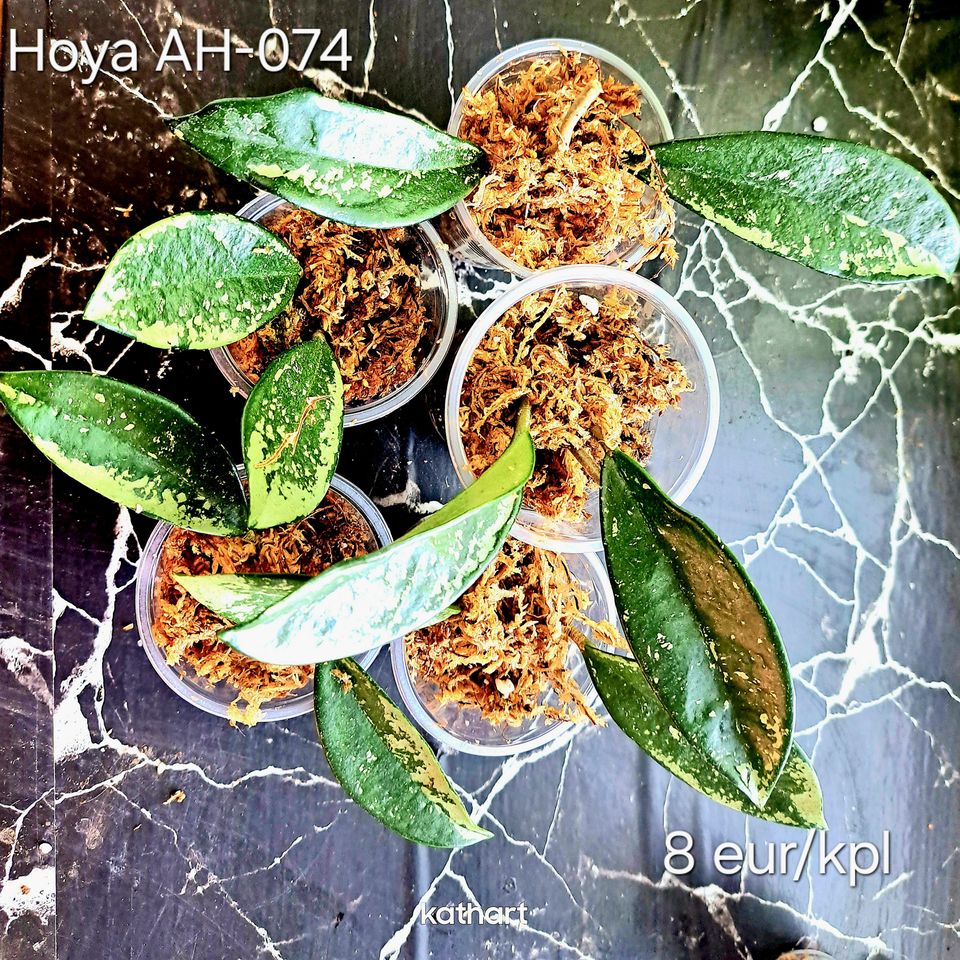 Hoya AH-074 kaksilehtinen pistokas
