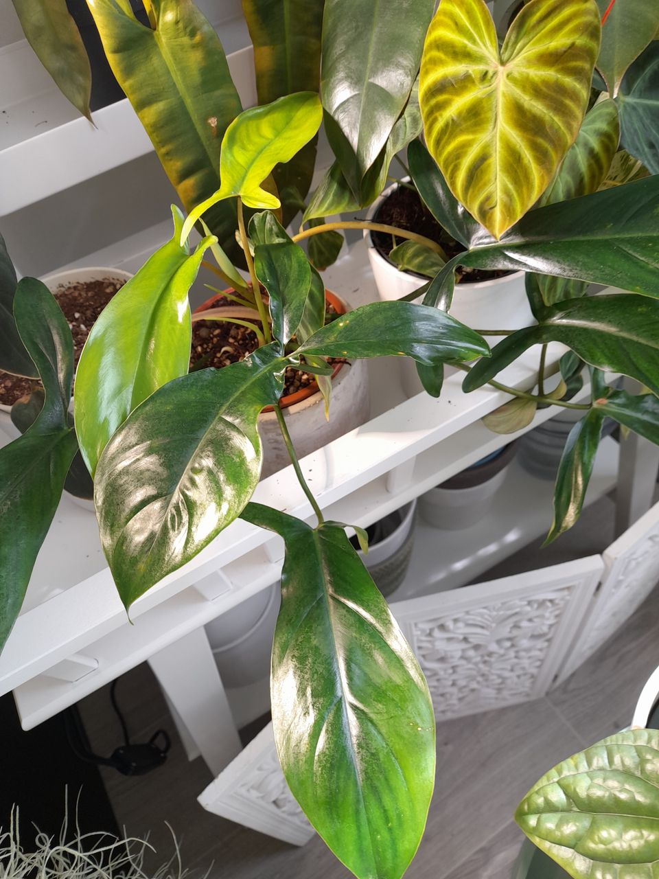 philodendron 69686