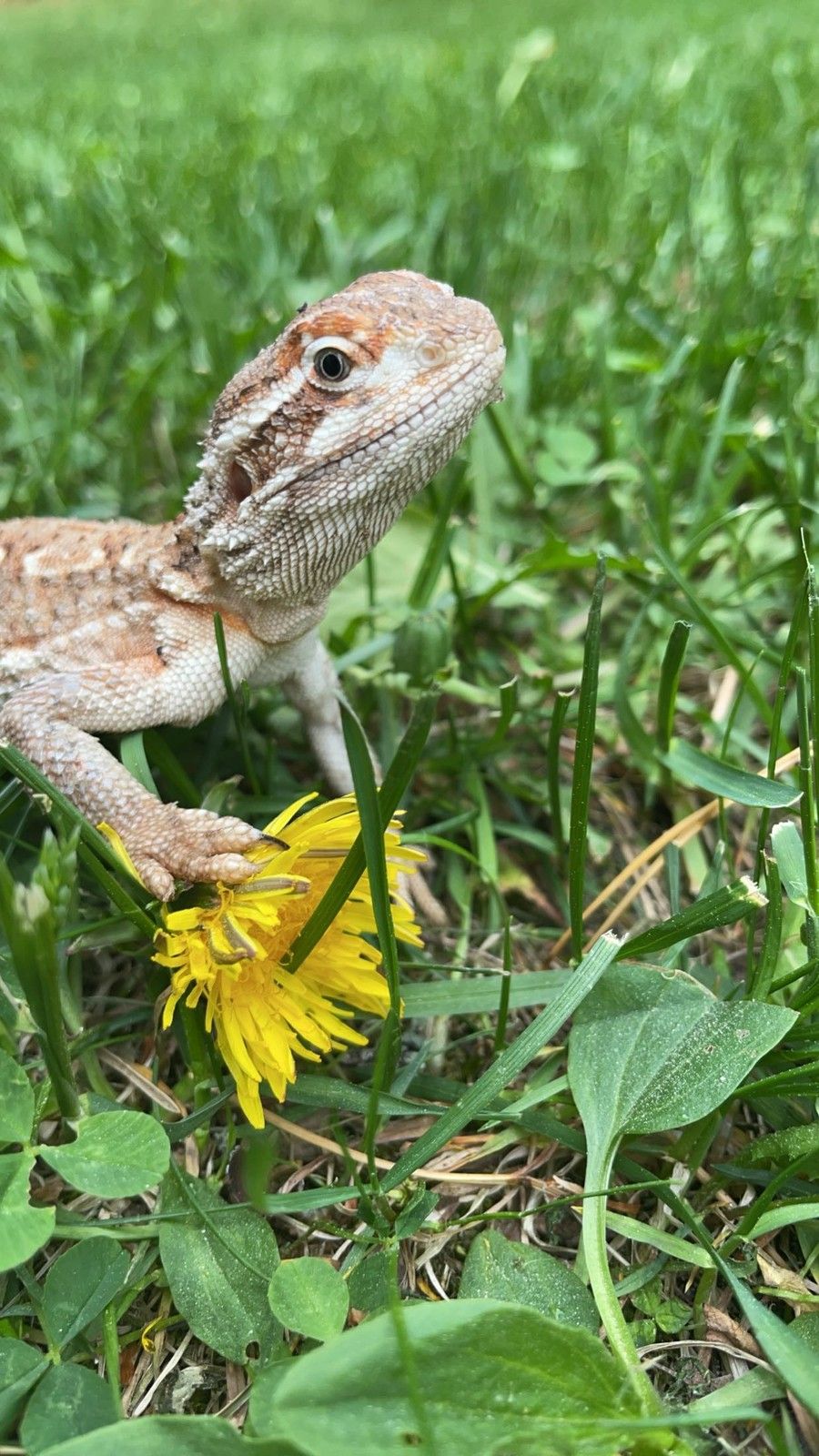 Kääpiöparta-agama, punainen