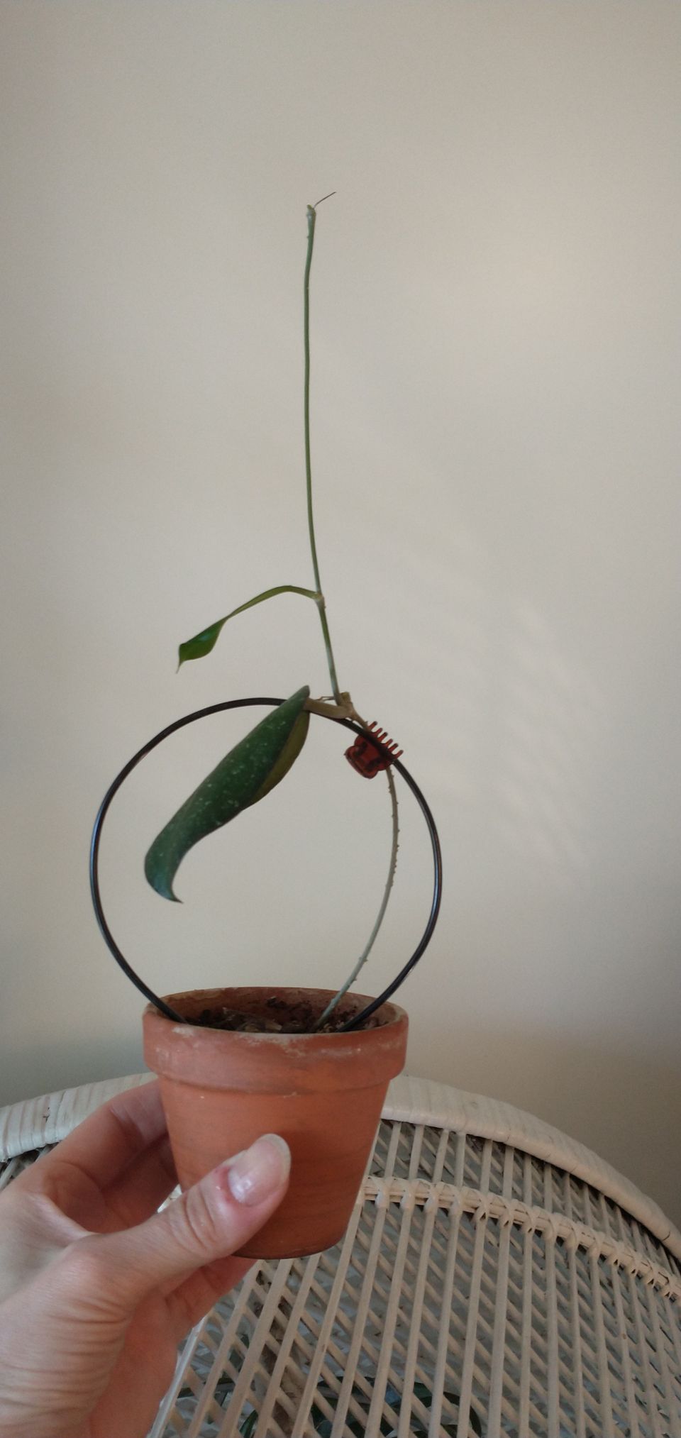 Hoya erythrina taimi