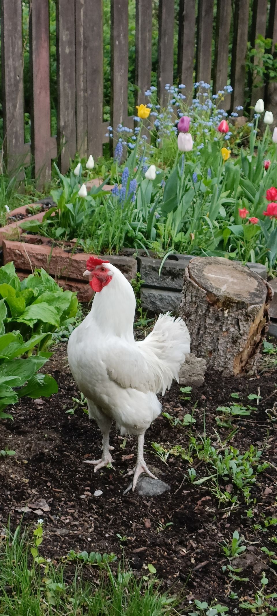 Kukko 🐓 posliini värinen